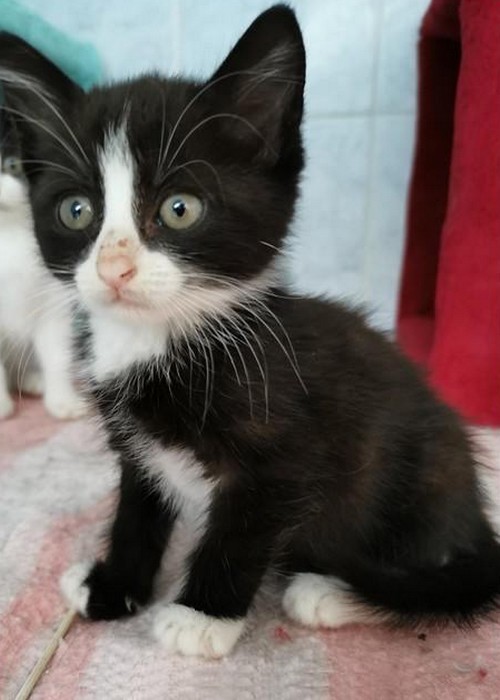 Figaro