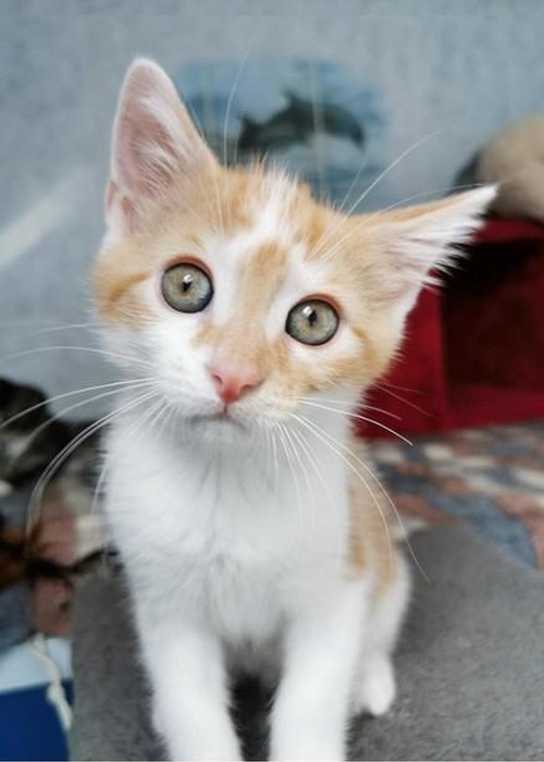 Jasper