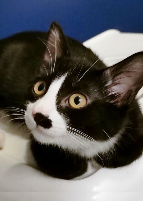 Oreo