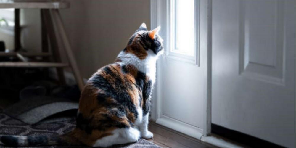 Chat seul
