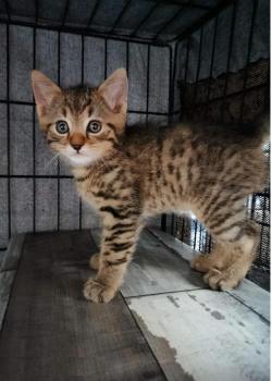 Chaton 8