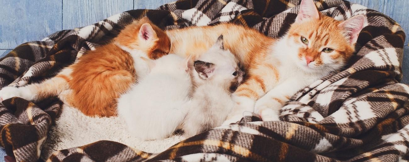 Chatte et ses petits