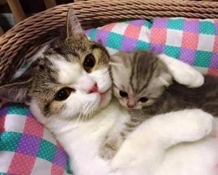 Maman chat