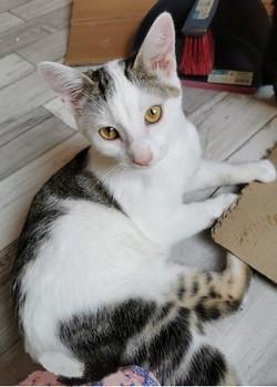Mimie 4