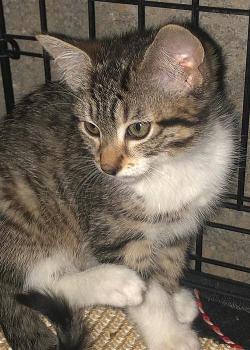 Oscar